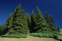 Subalpine Fir (Abies lasiocarpa) trees on hurricane ridge, Olympic Peninsula, Washington