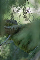 Marbled Murrelet (Brachyramphus marmoratus marmoratus) chick calling from its canopy nest, Oregon