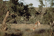 Red Kangaroo (Macropus rufus) fighting males among eucalyptus trees, Australia