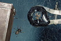 Jumping Spider (Portia fimbriata) hunting behavior imitated by magnet by vibrating spider web, part of Stim Wilcox's research, Queensland, Australia