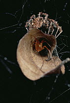 Jumping Spider (Portia fimbriata) atop leaf nest of aggressive Spider (Achaearanea camura) creates vibrations to draw Achaearanea out for kill, Queensland, Australia