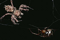 Jumping Spider (Achaearanea camura) crawls out of nest to investigate web vibrations of Jumping Spider (Portia fimbriata) and walks into Portia's trap, Queensland, Australia