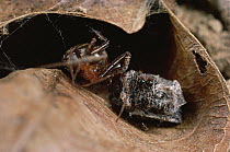 Spider (Achaearanea camura) from nearby web, startled by JumpingSpider's (Portia fimbriata) movements, covers Portia in sticky silk, and the predator becomes the prey, Queensland, Australia