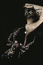 Jumping Spider (Euryattus sp) female lured from nest by Jumping Spider (Portia fimbriata) mimicking mating leaf-rocking of male Spider (Euryattus sp), Queensland, Australia