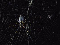Jumping Spider (Portia fimbriata) avoids huge female Giant Wood Spider (Nephila maculata) and stalks tiny male on same web, Queensland, Australia