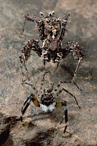 Jumping Spider (Portia fimbriata) stalking jumping spider, if the sharp eyed quarry turns around Portia poses as debris, Queensland, Australia