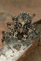 Jumping Spider (Portia fimbriata) eating spiderlings and eggs of her beaten Portia opponent, Queensland, Australia