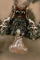 Jumping Spider (Portia fimbriata) eating the eggs of her beaten Portia opponent, Queensland, Australia