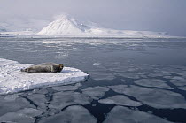 Bearded Seal (Erignathus barbatus) on ice floe, Norway