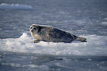 Bearded Seal (Erignathus barbatus) on ice floe, Norway