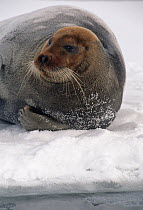 Bearded Seal (Erignathus barbatus) adult male, on ice floe