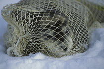 Bearded Seal (Erignathus barbatus) pup captured by researchers for tagging, Svalbard, Norway