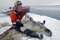 Bearded Seal (Erignathus barbatus) researcher comforting captured pup, Norway