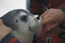 Bearded Seal (Erignathus barbatus) captured seal sucks on researcher's finger for comfort, Svalbard, Norway