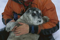 Bearded Seal (Erignathus barbatus) pup comforted by researcher, Svalbard, Norway