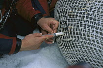 Bearded Seal (Erignathus barbatus) researcher taking milk sample from captured female, Svalbard, Norway