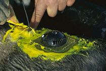 Bearded Seal (Erignathus barbatus) researchers attaching radio transmitter to individual, Svalbard, Norway
