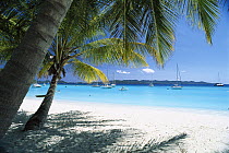 White sand beach ringed with palm trees overlooks bay filled with sailboats, Jost Van Dyke, British Virgin Islands, Caribbean