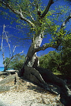 Tree on beach showing buttressed roots, Saint John Island, Virgin Islands National Park, Caribbean