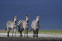 Burchell's Zebra (Equus burchellii) trio on dusty plain, Serengeti National Park, Tanzania