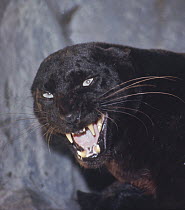 Jaguar (Panthera onca) black panther color morph, snarling, Central America