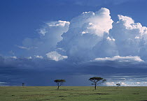 Whistling Thorn (Acacia drepanolobium) trees, Masai Mara National Reserve, Kenya
