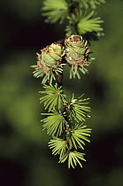 Larch (Larix leptolepis) branch with cones, Nagano, Japan