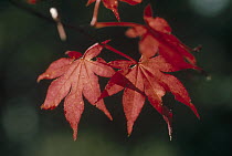 Japanese Maple (Acer palmatum) autumn leaves in sunlight, Nagano, Japan