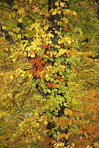 Autumn leaves entwine a tree, Hukushima, Japan