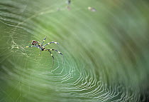 Spider on web, Nagasaki, Japan