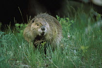 American Beaver (Castor canadensis) in tall grass, Yellowstone National Park, Wyoming