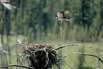 Osprey (Pandion haliaetus) carrying branch to nesting site, Earthquake Lake, Idaho