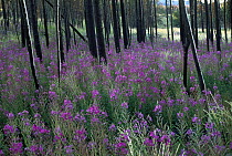 Fireweed (Chamerion angustifolium) flowers in bloom around fire scorched trees, Yellowstone National Park, Wyoming