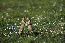 Black-tailed Prairie Dog (Cynomys ludovicianus) pair touching noses for identification, Colorado