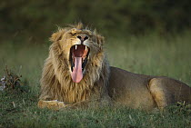 African Lion (Panthera leo) male yawning, Masai Mara National Reserve, Kenya