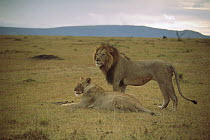 African Lion (Panthera leo) male and female, Masai Mara National Reserve, Kenya