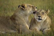 African Lion (Panthera leo) female grooming companions, Masai Mara National Reserve, Kenya