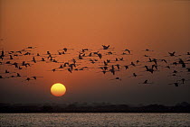 Flamingo (Phoenicopterus sp) flock flying at sunrise, Nalsarovar Bird Sanctuary, India