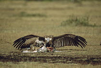 Lappet-faced Vulture (Torgos tracheliotus) pair feeding on carcass, Masai Mara, Kenya