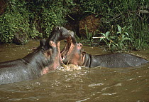 Hippopotamus (Hippopotamus amphibius) pair fighting, Masai Mara, Kenya