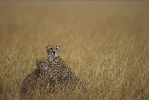 Cheetah (Acinonyx jubatus) mother and cubs in tall grass, Masai Mara National Reserve, Kenya