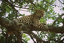 Leopard (Panthera pardus) resting in Whistling Thorn (Acacia drepanolobium) acacia tree, Masai Mara, Kenya