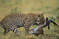 Leopard (Panthera pardus) suffocating an Impala (Aepyceros melampus), Masai Mara, Kenya