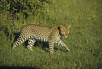 Leopard (Panthera pardus) walking through green grass, Masai Mara, Kenya