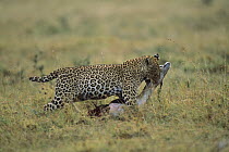 Leopard (Panthera pardus) carrying prey, Masai Mara, Kenya