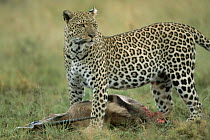 Leopard (Panthera pardus) standing guard over kill, Masai Mara, Kenya