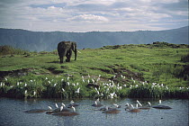 African Elephant (Loxodonta africana) along waterhole with wallowing Hippopotamuses (Hippopotamus amphibious) and Cattle Egret (Bubulcus ibis) flock, Ngorongoro Crater, Tanzania