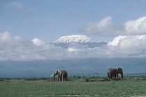 African Elephant (Loxodonta africana) pair roaming grasslands in front of Mt Kilimanjaro, Tanzania