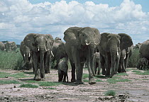 African Elephant (Loxodonta africana) herd of adults and young, Masai Mara National Reserve, Kenya