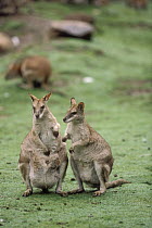 Agile Wallaby (Macropus agilis) pair, Australia